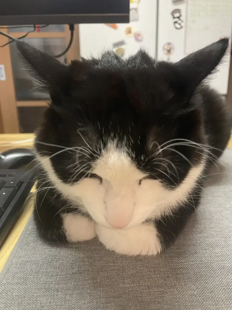 猫写真