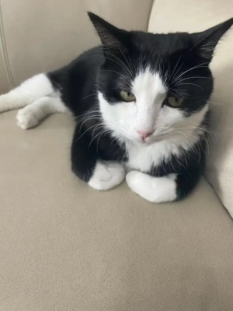 猫