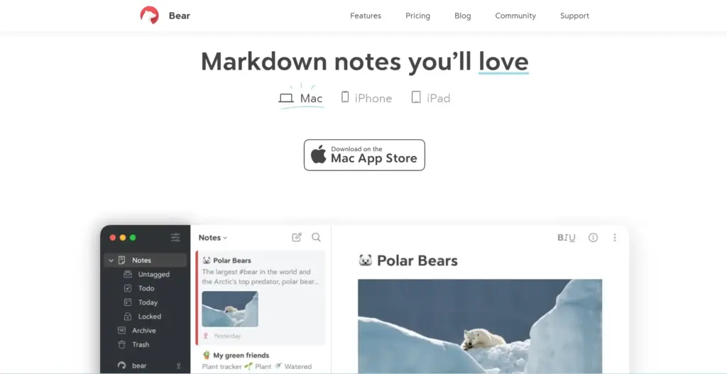 Bear