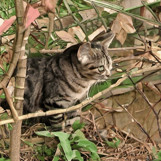 Gifify - 猫がダンスしている